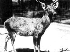 Schomburgk's deer