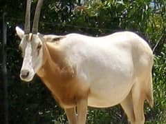 Scimitar oryx
