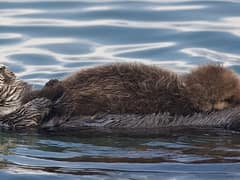 Sea otter