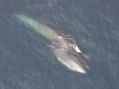 Sei whale