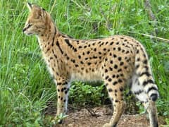 Serval