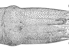 Seven-arm octopus