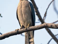 Shikra