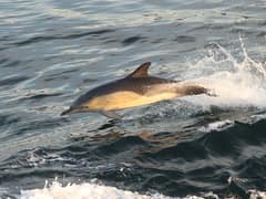 Short-beaked Common Dolphin