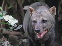Short-eared dog