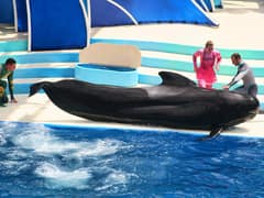 Short-finned pilot whale