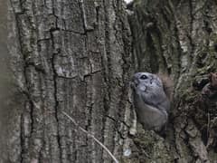 Siberian flying squirrel