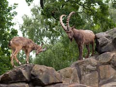 Siberian ibex