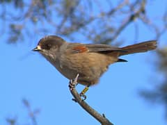 Siberian Jay