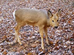 Siberian Roe Deer