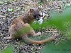 Siberian weasel