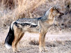 Side-striped jackal