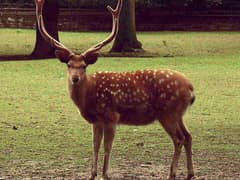 Sika deer