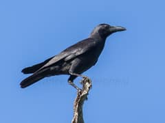 Slender-billed Crow