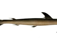 Sliteye shark