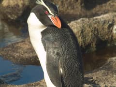 Snares Penguin