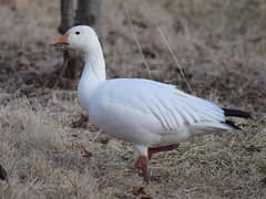 Snow goose