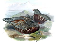 Snow Partridge