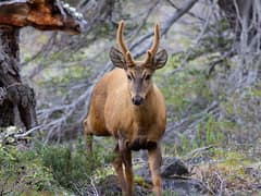 South Andean deer