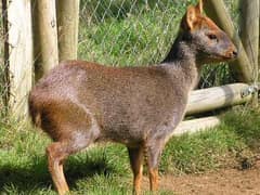 Southern pudu