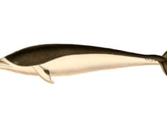 Southern right whale dolphin