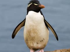 Southern Rockhopper Penguin