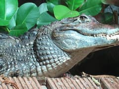 Spectacled caiman
