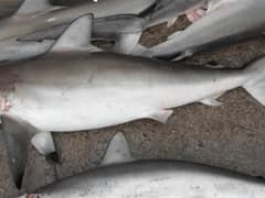 Spot-tail shark