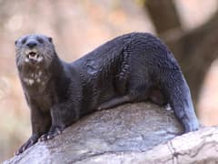 Spotted-necked otter
