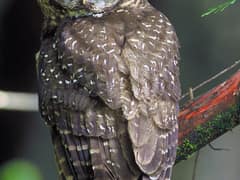 Spotted Owl