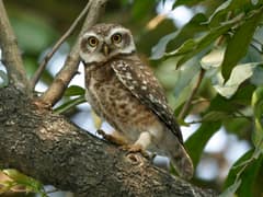 Spotted Owlet