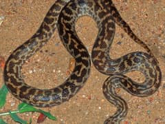 Spotted python