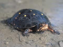 Spotted turtle