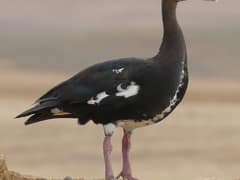 Spur-winged Goose