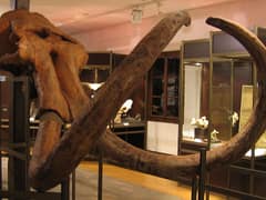Steppe mammoth
