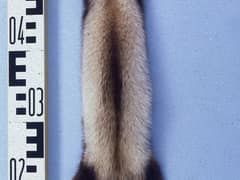 Steppe polecat