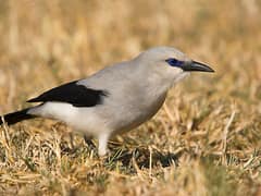 Stresemann's Bushcrow