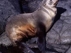 Subantarctic fur seal