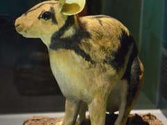 Sumatran striped rabbit