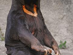 Sun bear