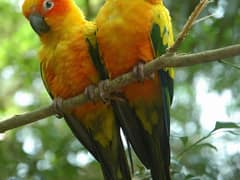 Sun Conure