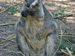 Swamp wallaby