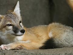 Swift fox