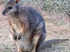 Tammar wallaby