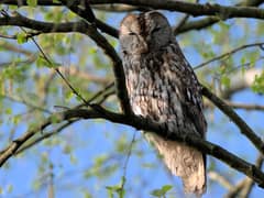 Tawny owl