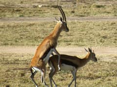 Thomson's gazelle