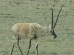 Tibetan antelope