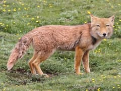 Tibetan fox