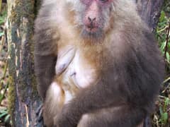 Tibetan macaque