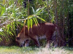 Tigon